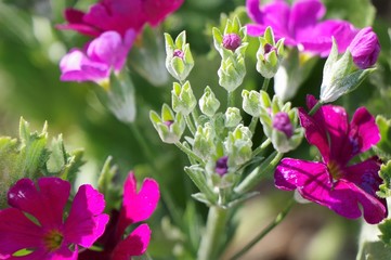 Obraz premium サクラソウ