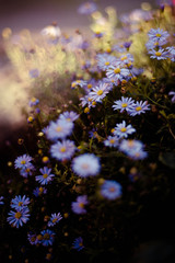 Obraz premium Kleine blaue Blüten im Garten