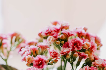 Rosa Flammendes Käthchen (Kalanchoe blossfeldiana) vor hellem Hintergrund