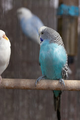 Group of Fancy color Budgerigar
