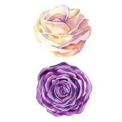 Watercolor illustration of a set with a purple and delicate white rose bud. greeting card