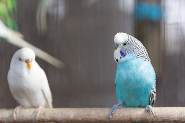 Group of Fancy color Budgerigar