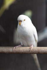 Obraz premium Group of Fancy color Budgerigar