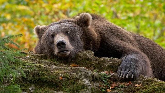 Brown bear (Ursus arctos) relaxing