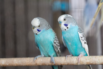 Group of Fancy color Budgerigar