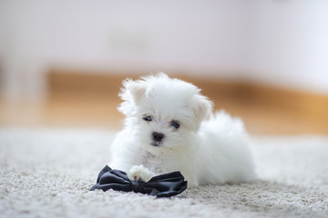 White cute maltese puppy, 2 months old looking at us