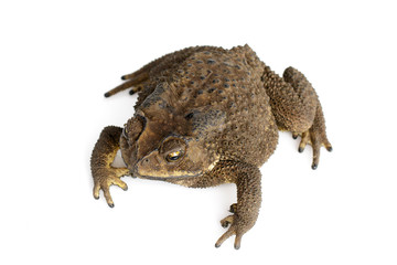 Image of toad(Bufonidae) isolated on a white background. Amphibian. Animal.