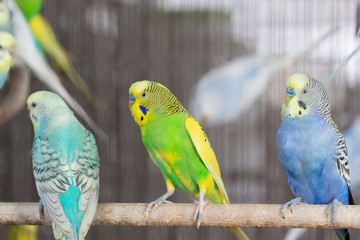 Group of Fancy color Budgerigar