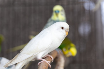 Group of Fancy color Budgerigar