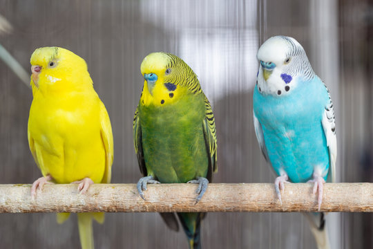 Group of Fancy color Budgerigar