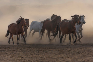 Fototapeta na wymiar horses in the desert