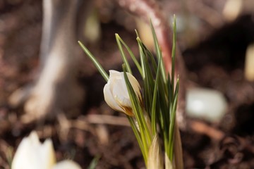 Crocus chrysanthus variation Snow bunting.