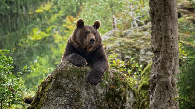 Brown bear (Ursus arctos) relaxing in forest
