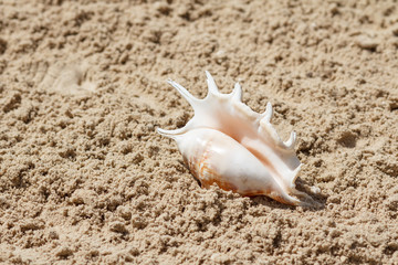 Fototapeta na wymiar Sea shell with sand on the background. Summer beach. Seashell collection.