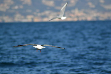 Volo