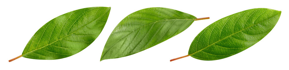 Nut leaves Clipping Path