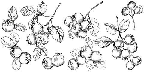 Vector Blueberry black and white engraved ink art. Berries and leaves. Isolated blueberry illustration element. - 250839748