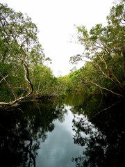 Noosa Everglades Mirror