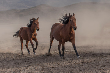 Fototapeta na wymiar Two wild horses are running for freedom.