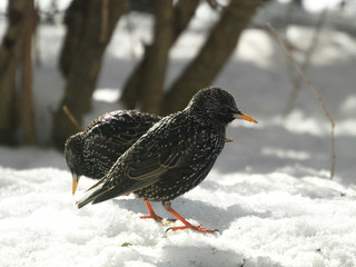 2 Stare im Schnee