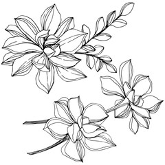 Vector Jungle botanical succulent flower. Black and white engraved ink art. Isolated succulents illustration element.