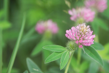 Floral summer background, soft focus. Blooming clover. Blurred background.