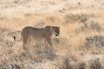 lioness in etosha in Namibia