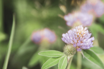 Floral summer background, soft focus. Blooming clover. Blurred background.