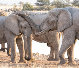 elephants in Namibia