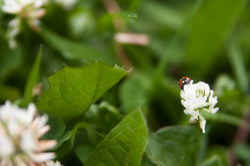 Floral summer background, soft focus. Blooming clover. Blurred background. Ladybug