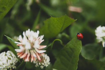 Floral summer background, soft focus. Blooming clover. Blurred background. Ladybug