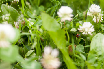 Floral summer background, soft focus. Blooming clover. Blurred background. Ladybug
