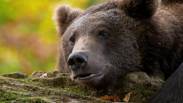 Brown bear (Ursus arctos) relaxing