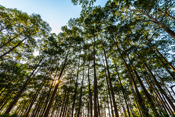 Trees in remote rural areas.4