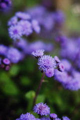 Kleine Lila Blüten im Garten vor grünem Hintergrund