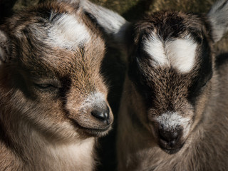 Fototapeta premium Mała koza Christianental Wernigerode