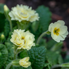 Close-up of rare white terry flowers of forest Common Primrose (Primula acaulis or primula vulgaris). Primula is similar to carnation. Spring concept of waking nature. Selective focus.