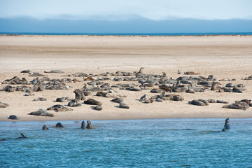 colony of sea lions in Namibia