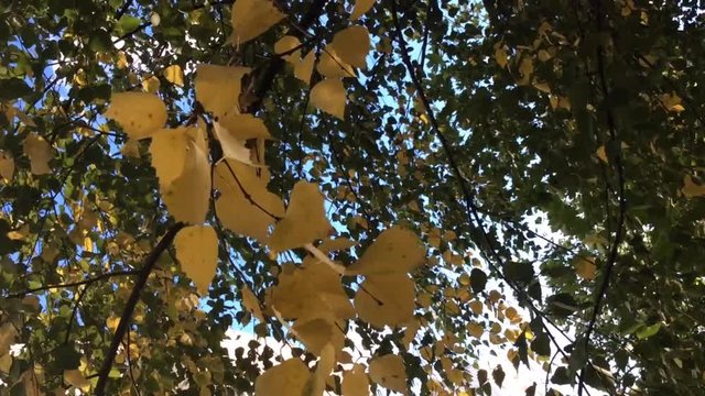 Beautiful autumn leaves on birch tree, fall season