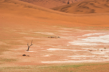 Red sand dunes in Namibia