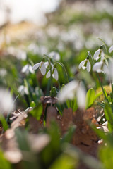 snowdrop 