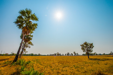 Rice fields in the dry season.4