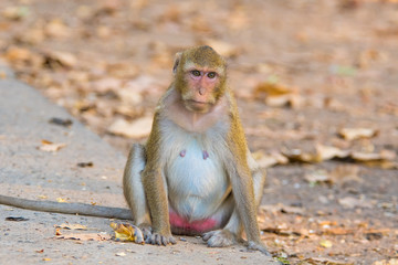 Monkey in Thailand.2