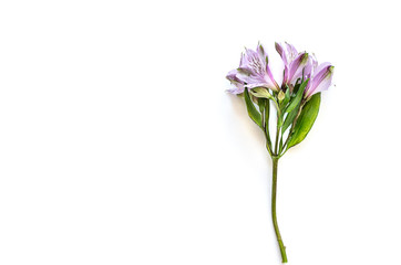 Flower of lilac Alstromeria on a white background.  Flat lay, top view mockup. Copy space