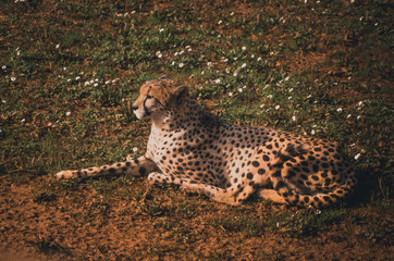 Nice portrait of a cheetah. Animal