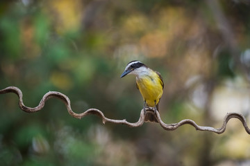 Great Kiskadee, Pantanal,Brazil