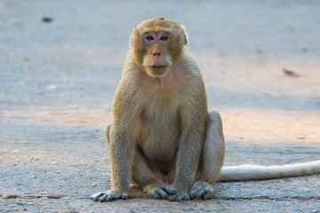 Monkey in Thailand.3