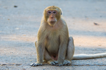 Naklejka premium Monkey in Thailand.3