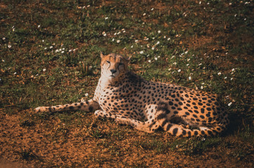 Nice portrait of a cheetah. Animal