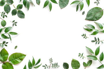 Frame from various leaves on a white background with space for text. Green floral background. Top view. Copy space. Mock-up